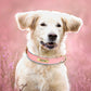 Customized PU Leather Nameplate Dog Collar