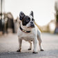 Customized PU Leather Nameplate Dog Collar