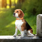 Customized PU Leather Nameplate Dog Collar