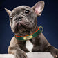 Customized PU Leather Nameplate Dog Collar
