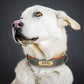 Customized PU Leather Nameplate Dog Collar